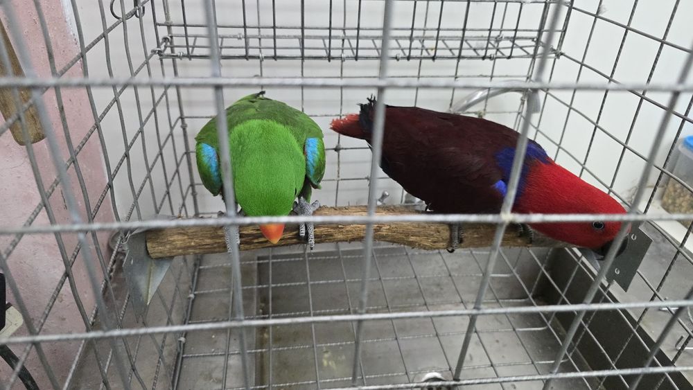 Papagaio ecletus roratus