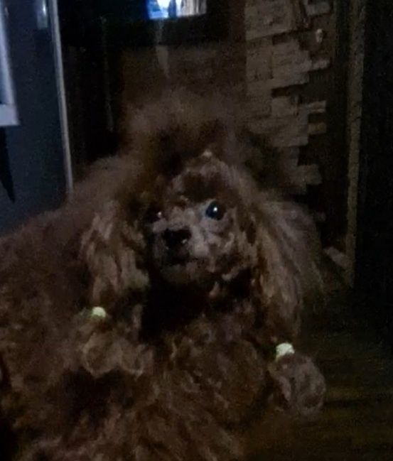 Кобель КСУ Вязка красный пудель.