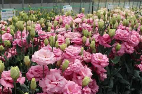 Розсада еустоми, квіти