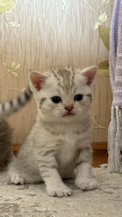Чистокровний британець хлопчик