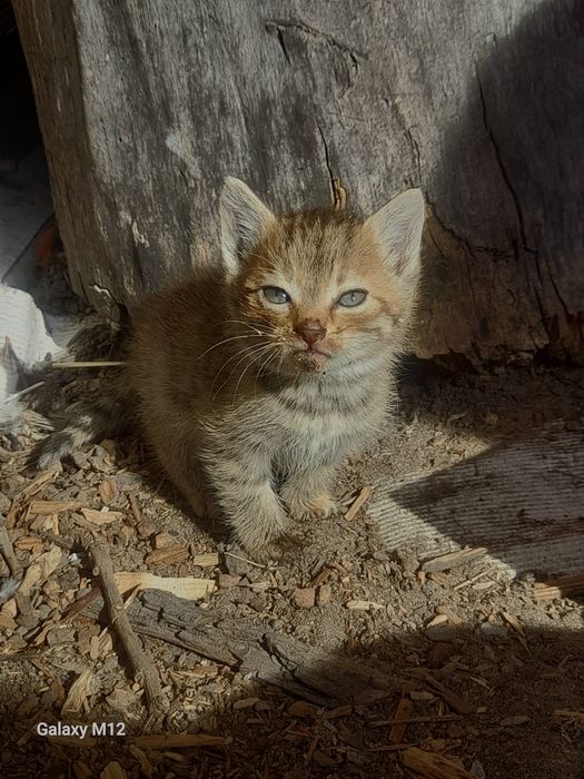 Oddam kotki w dobre ręce