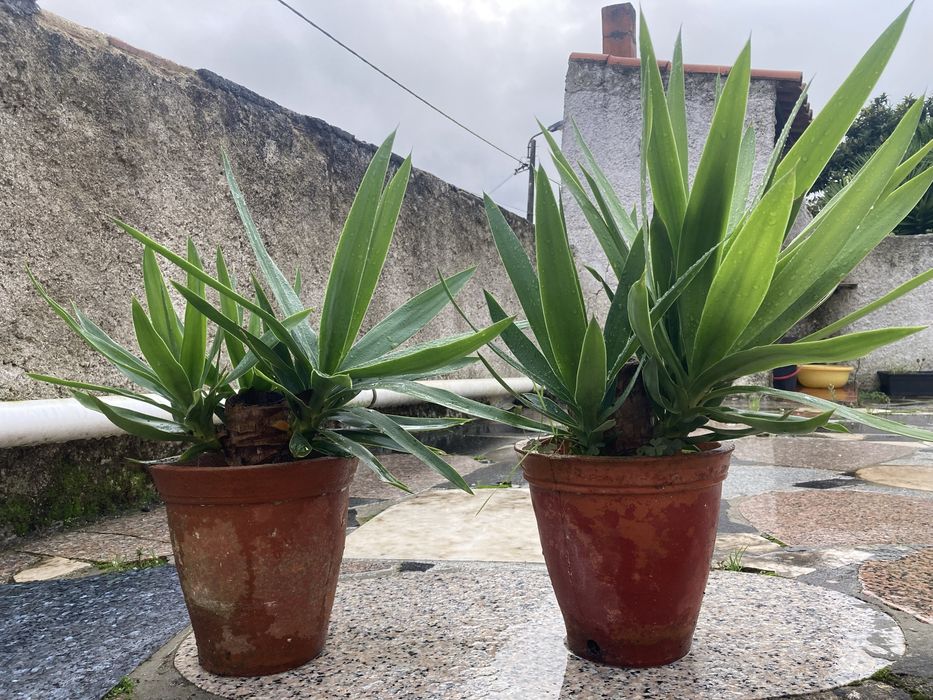 Yucas vários tamanhos