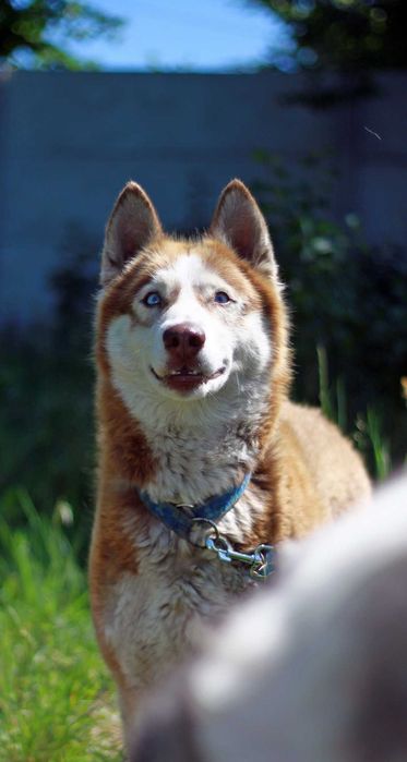 Adoptuj psa północy, piękne suczki i psy husky szukają domów