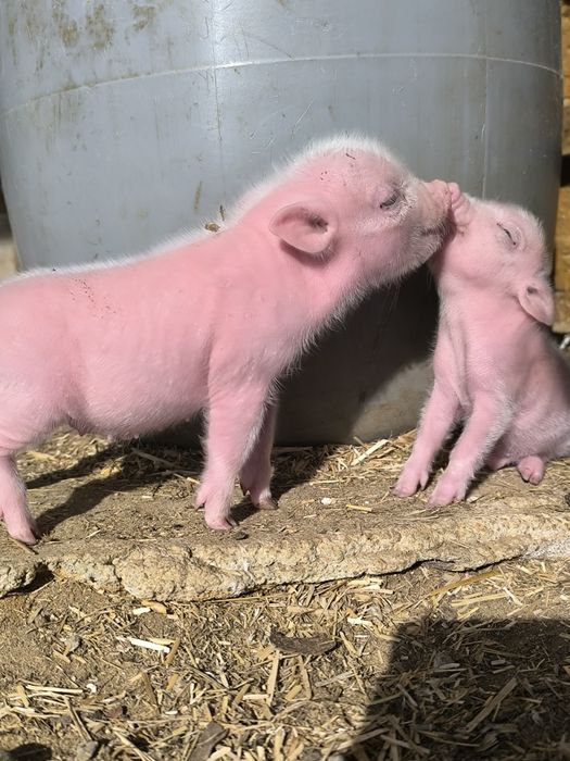 mini pigs- porco anão