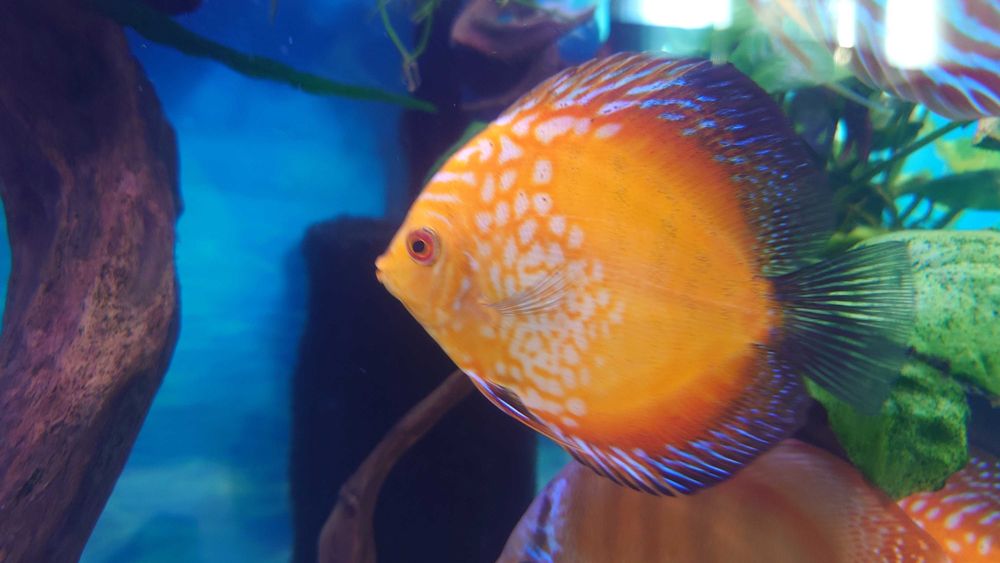 Paletki Red map i inne