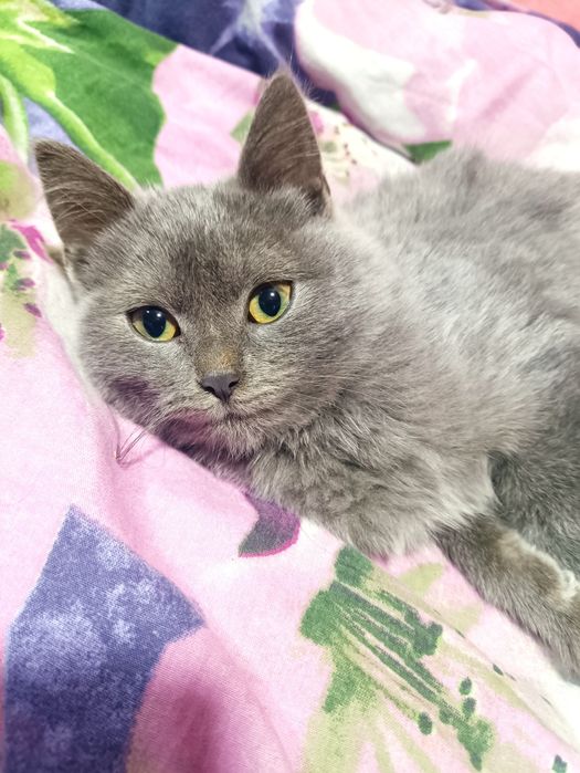 Віддамо в добрі руки кошенят