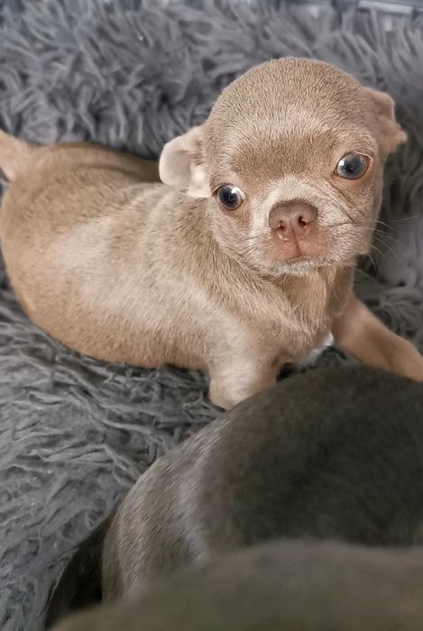 Cudny Gotowy do odbioru Liliowy chłopiec chihuahua śliczny