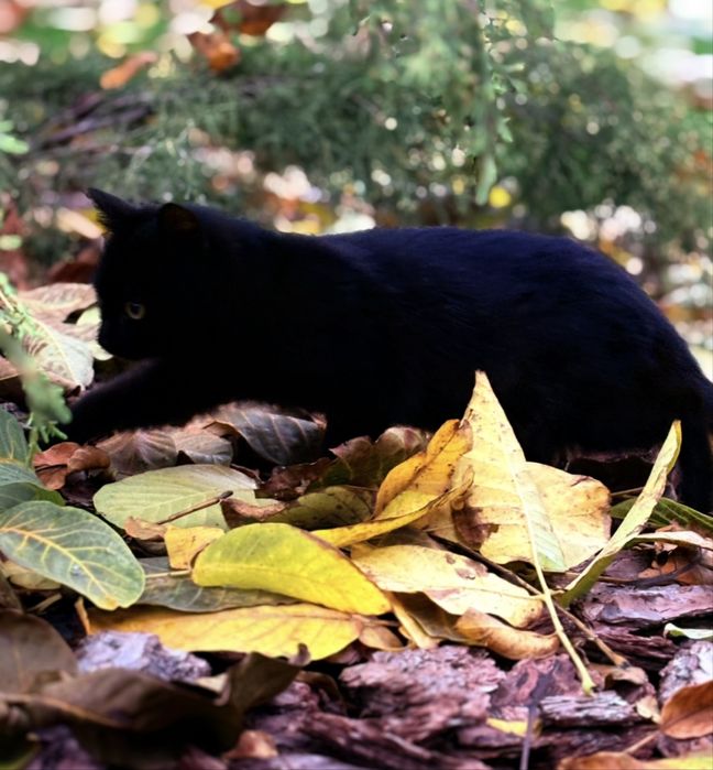Віддам в добрі руки кошенятко