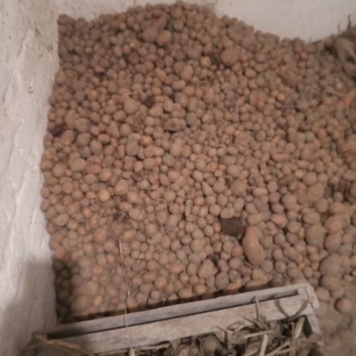 Продам кормовий буряк,мілку картоплю