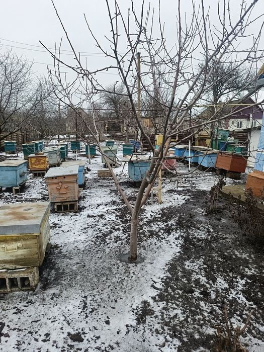 Продам пасіку!!!