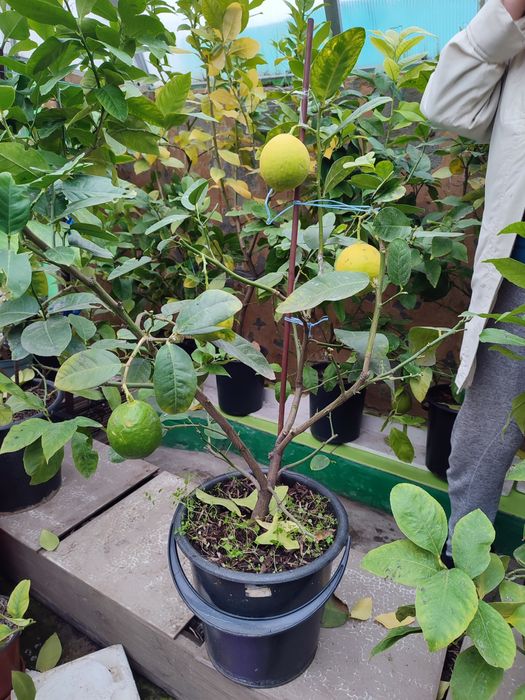 Лимон, дерево лимона