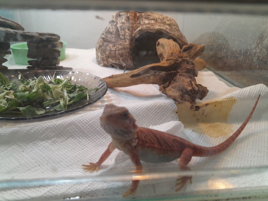 Agama  brodata  8-10 cm cm