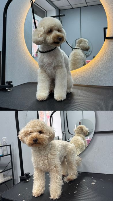 Груминг полтава