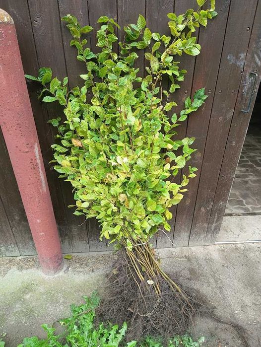 Sadzonki grabu 60 cm - 110 cm na żywopłot