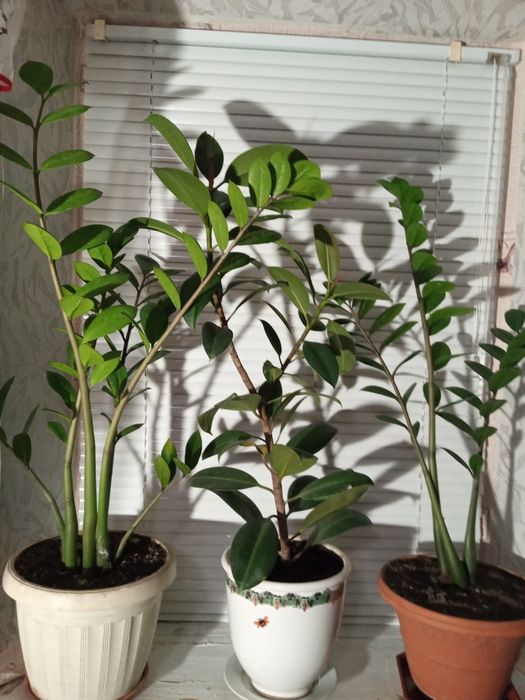 Продам квіти для дома.