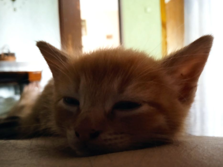 кошеня віддамо у добрі руки