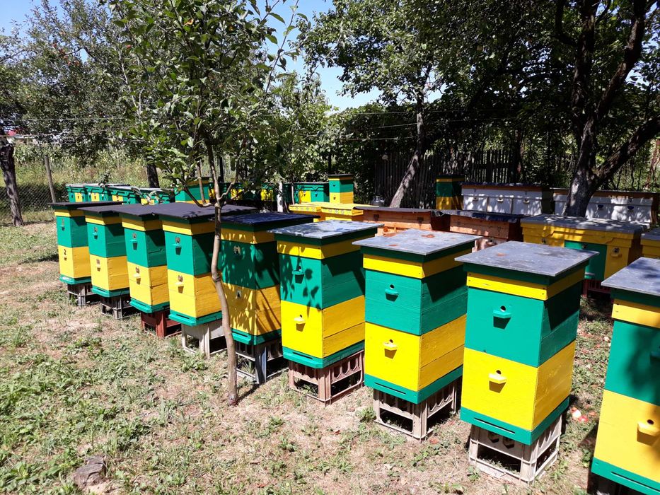 Вулики для бджіл