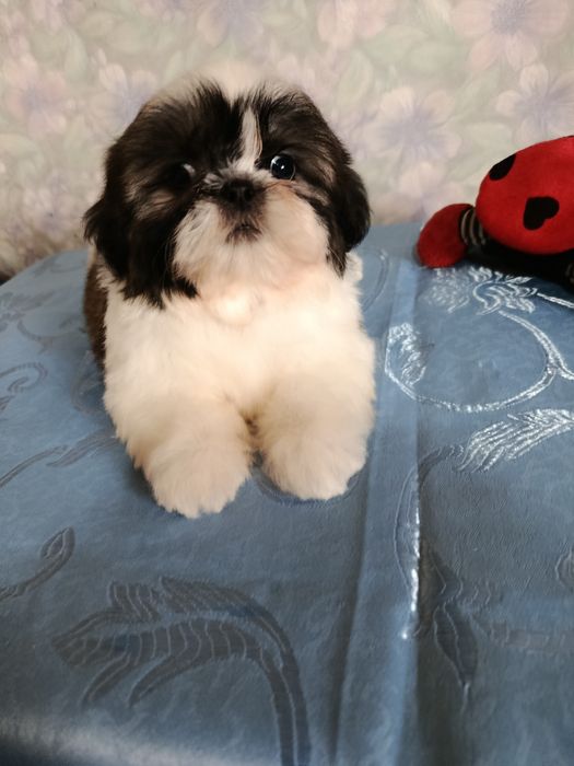 Продаются щенки ши тцу