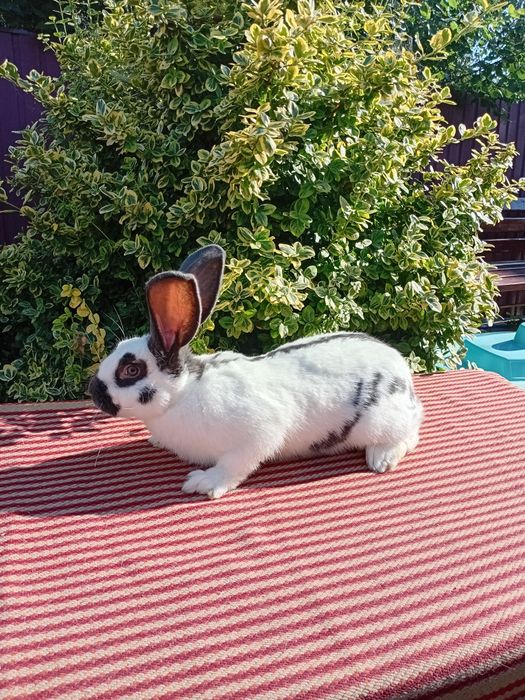 Продаються кролі