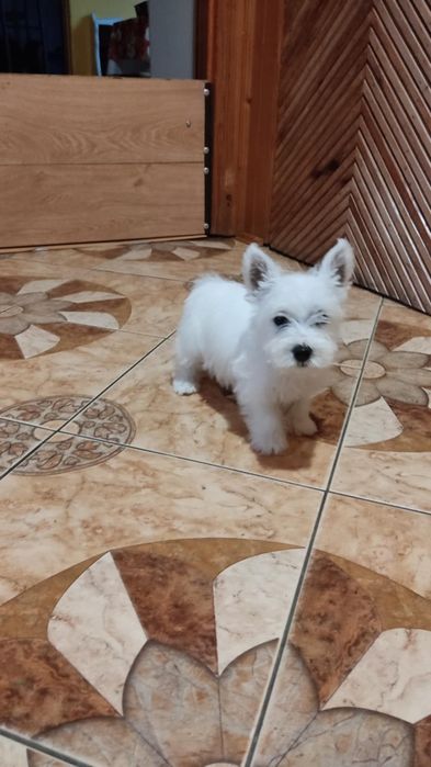 West highland white terrier