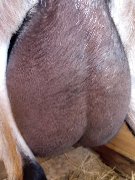 Кози зааненьські та заано-нубійські