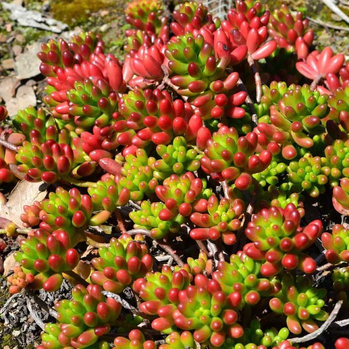 Sedum Rubrotinctum, planta suculenta, natural