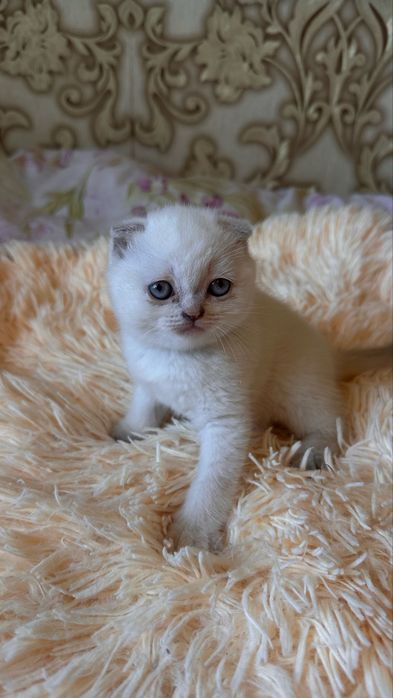 Британські кошенята