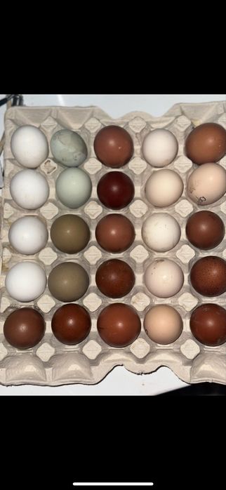 Яйце інкубаційне Маран