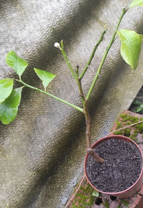 Вкорінений живець з плодоносного лимонного дерева , був із цвітом