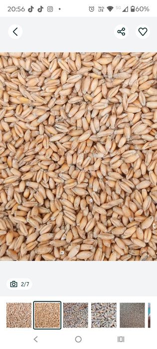 Sprzedam pszenicę, pszenżyto, jęczmień, kukurydza,owies