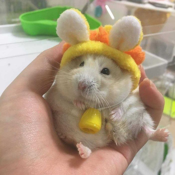 Джунгарские хомячки, хомячата, хомяки, хомяк, карликовые, джунгарики