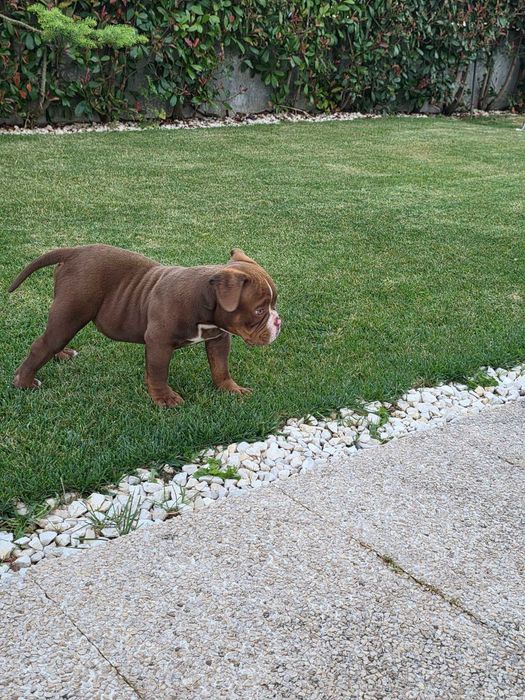 American bully macho