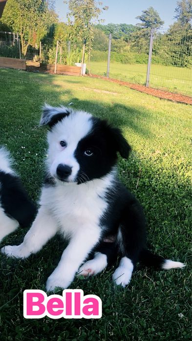 Sunia Border Collie GOTOWA do Odbioru badania genetyczne