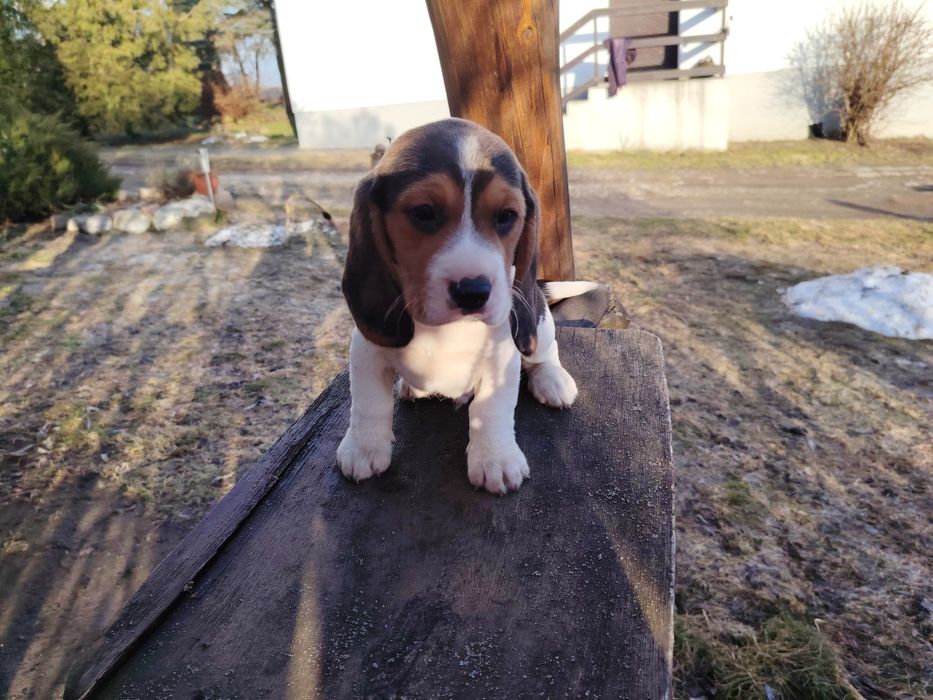 Beagle tri-color szczenię