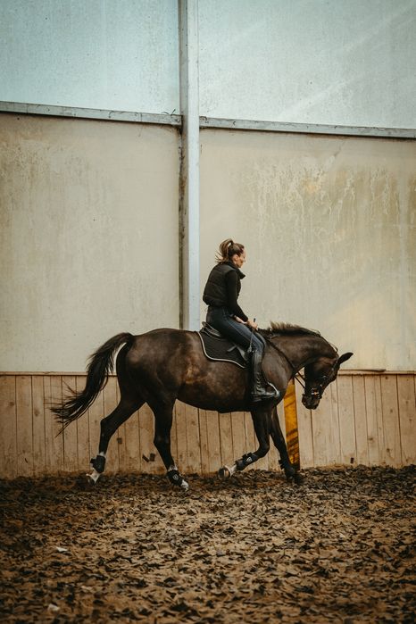 Klacz Wielkopolska Profesor