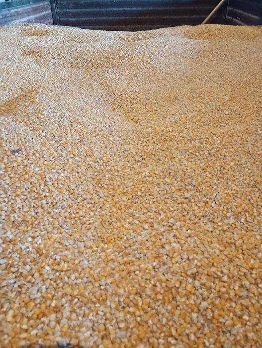 Kukurydza   sucha grube ziarno