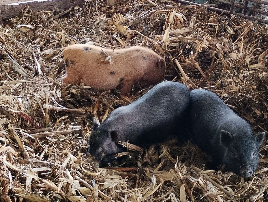 Porcos vietnamitas com 3 meses