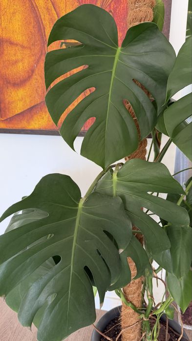 Planta Monstera com 100cm