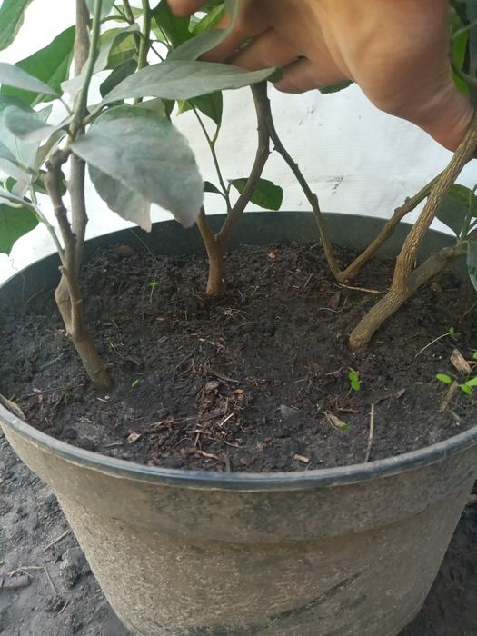 Схрещений лимон на 4 коріння