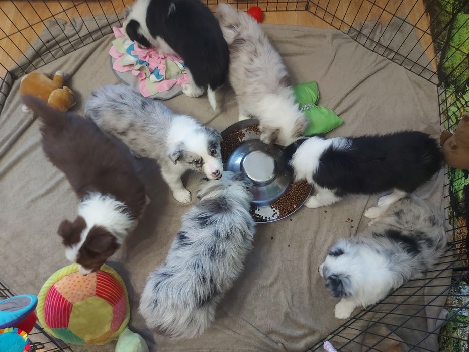 Border Collie  prześliczna suczka czekoladowa z rodowodem i badaniami