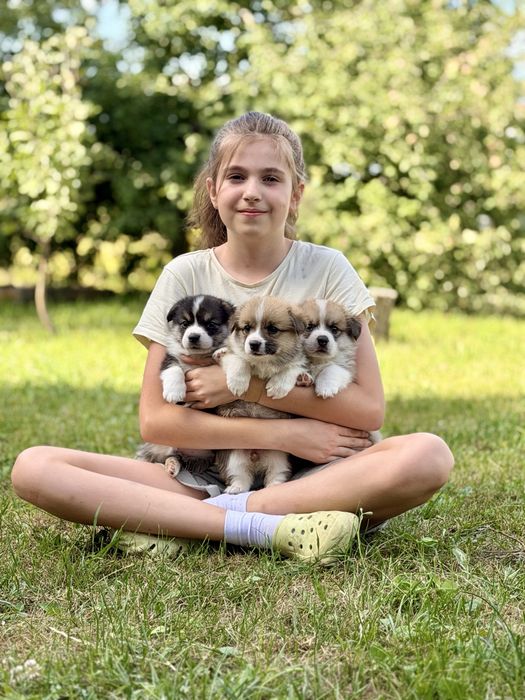 Цуценята Коргі Пемброк у люблячі родини