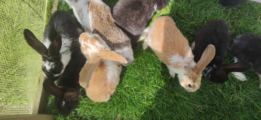 Króliki młode samce