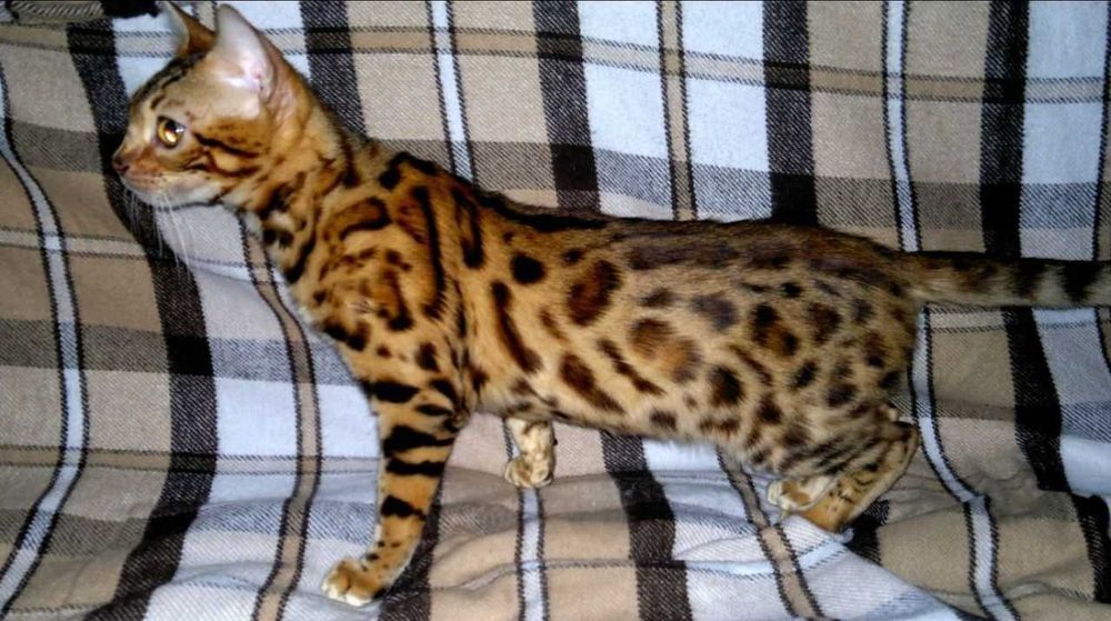 Яскрава BENn24 бенгальська F9 ALK для люблячої котів родини