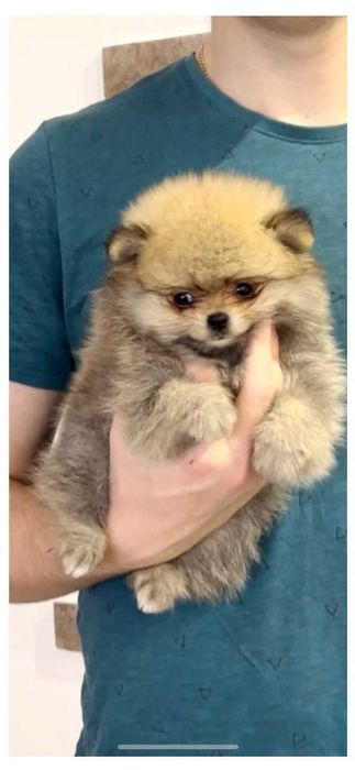 Хлопчик померанського шпіца, 2 міс.