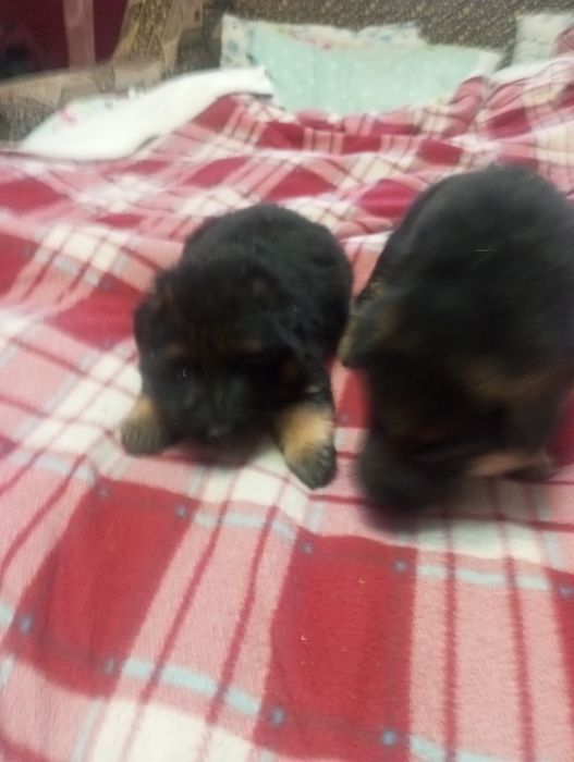 Німецька вівчарка