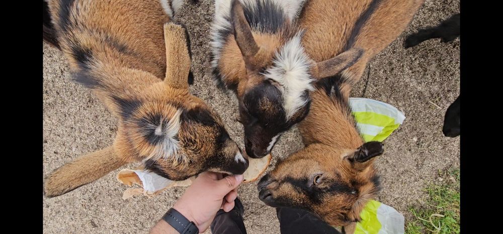 Casal cabritos anões