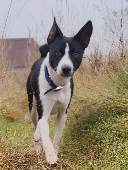 Хлопчик басенджі для найкращих.