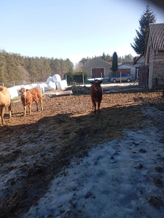 Sprzedam krowy z cielakami