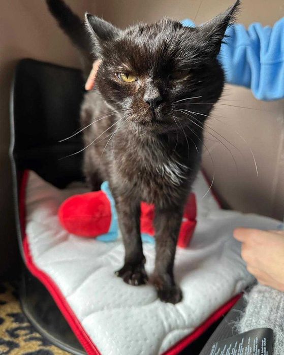 Hawranek - marzy o ciepłym kącie i przytulaniu (FIV+ FeLV+)