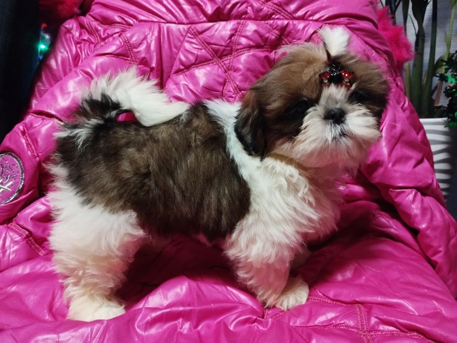 Shih Tzu sunia po championach mazowieckie